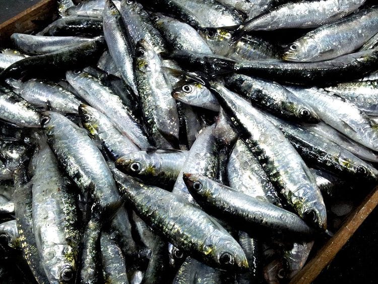 20230913 sardines