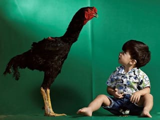 Photos: Brazilian farmer's giant rooster hobby hatches into profitable business 
