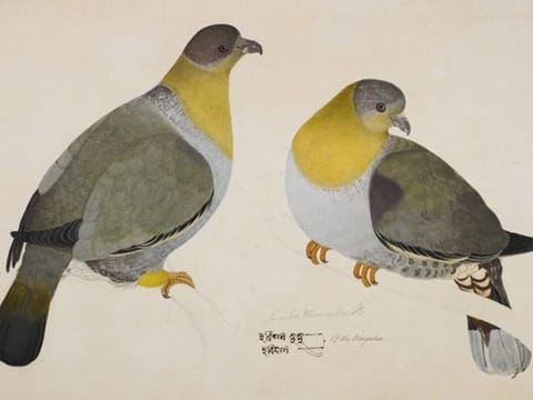 Yellow Footed Green Pigeon by Haludar