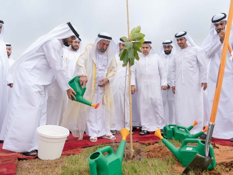 sheikh sultan plants tree in al saf park in kalba