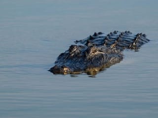 Woman's body found in 13-foot alligator's jaws in Florida