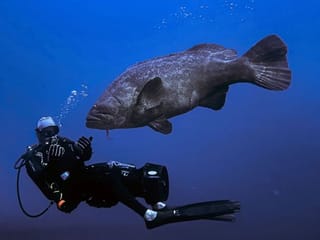 Photos: The end of the line? Huge groupers, the joy of Florida divers, are now 'vulnerable'