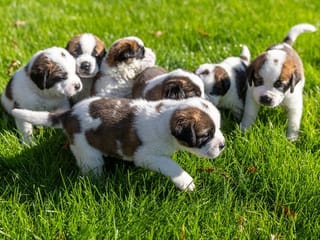 Photos: Switzerland's beloved St. Bernard dogs lap up new social role 