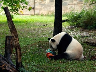 Photos: US National Zoo bids farewell to three giant pandas