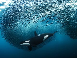 Look: Stunning shots from the Nature TTL Photographer of the Year awards