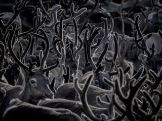 Crossing glaciers and fjords: Norwegian reindeer migrate for winter