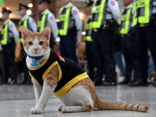 Paw patrol: Philippine security guards adopt stray cats