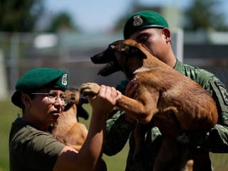 Mexico's rescue and drug-sniffing dogs start out at the army's puppy kindergarten