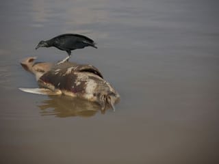 Look: Death of dolphins in Amazon linked to severe drought, heat