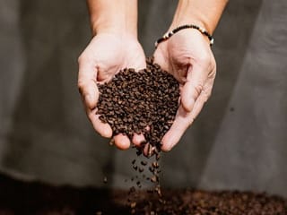 Photos: Seattle-based startup makes 'beanless coffee' to help combat deforestation 