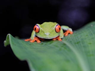 Photos: Amphibians are the world's most vulnerable animals and threats are increasing