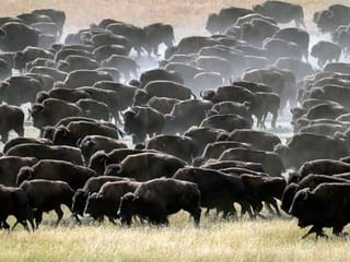 Photos: Rare US bison roundup rustles up hundreds to maintain health of the species