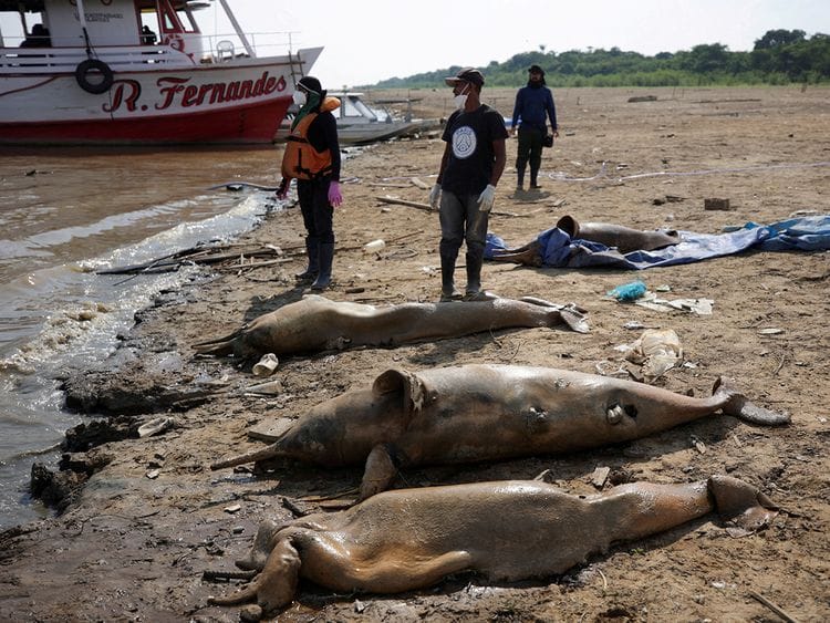 dead dolphins