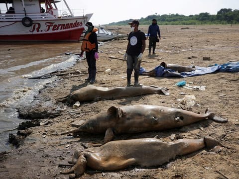 Researchers from the Mamiraua Institute for Sustainable Development retrieve dead dolphins from Lake Tef, which flows into the Solimoes river, that has been affected by the high temperatures and drought in Tef, Amazonas state, Brazil. 