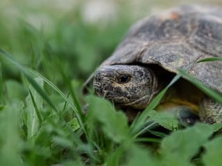 Photos: Injured tortoises make slow recovery from Greece fires