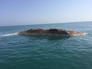   Watch: 31-metre-long dead whale spotted off coast of Ras Al Khaimah