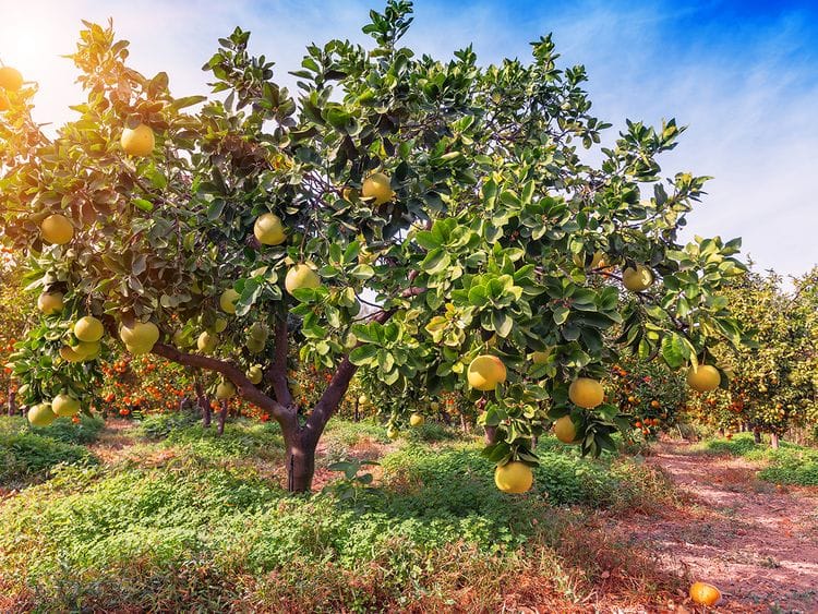 Saudi Arabia breaks Guinness World Records for world's largest farm 