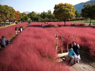 Photos: Visitors take selfies in field of vibrant pink muhly grass