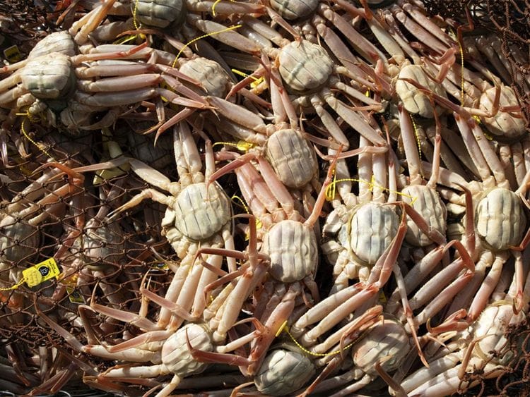 Alaska-crabs  