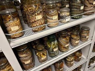Photos: University of Michigan slithers toward history with massive acquisition of jarred snake specimens