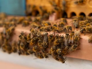 The bees of Dubai: How the emirate protects bees and promotes local honey production