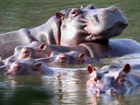 Hippos float in the lagoon at Hacienda Napoles Park, once the private estate of drug kingpin Pablo Escobar who imported three female hippos and one male decades ago in Puerto Triunfo, Colombia, Thursday, Feb. 4, 2021. 