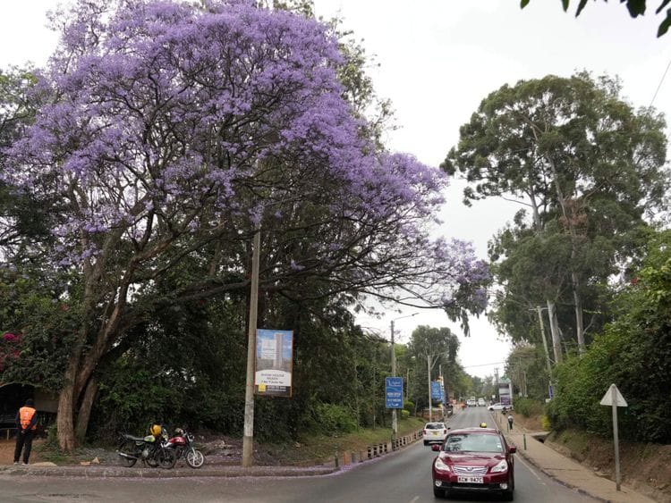 kenyas-1699354511638