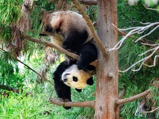 Photos: Washington's three giant pandas return to China