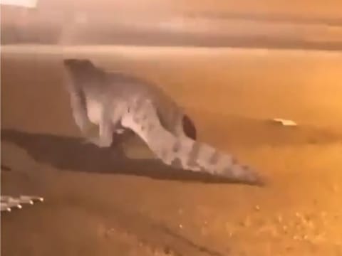 As the crocodile made its way to the other side of the road, some motorists were careful enough to avoid hitting it. 