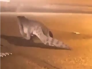 Saudi Arabia: Errant crocodile in Qatif leaves zoo shut