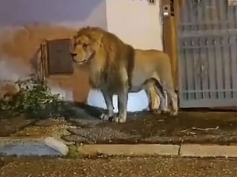 Residents of Ladispoli told to stay at home before animal was sedated and captured