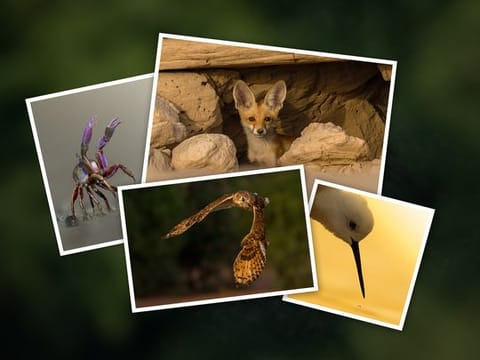 A fox and a snake peeked out when the birds took flight