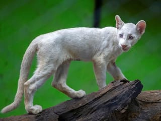Photos: Nicaragua zoo's 4-month-old rare albino puma