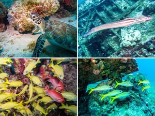 Photos: Divers explore fascinating reefs and shipwrecks in Aruba