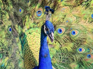 Photos: Majestic peacocks on Dubai's Sheikh Zayed Road