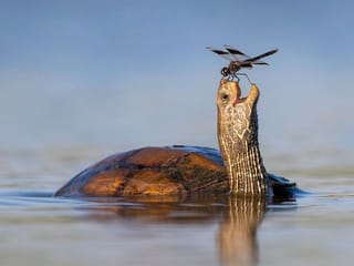 Comedy Wildlife 2023: From an air guitar-playing Kangaroo to a surprised but happy Turtle, hilarious photos of animals in their natural habitat