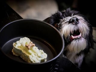 Photos: Meals to woof down at Italy's first dog restaurant