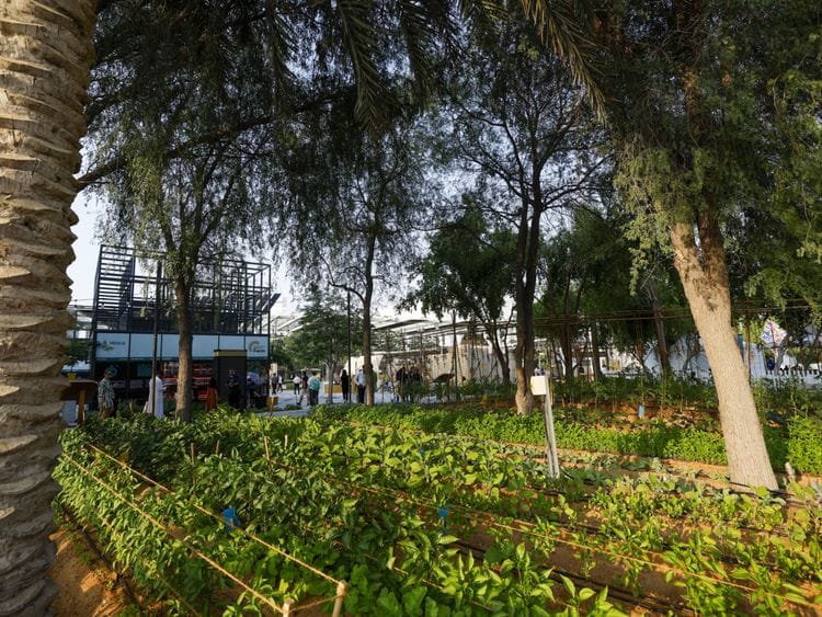 NAT 231203 EXPO CITY FARM ARAMZAN9-1701688794654