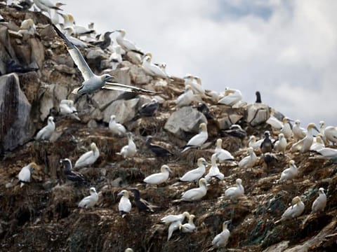File photo: A view shows the colony of northern gannets on the Rouzic island of the Sept-Iles archipelago, a bird reserve affected by a severe epidemic of bird flu, off the coast of Perros-Guirec in Brittany, France, September 5, 2022. 