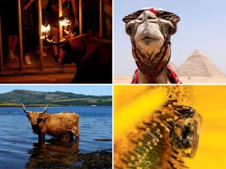 Raging bull, fashionable camel, majestic peacock and more: Top animal pictures of 2023