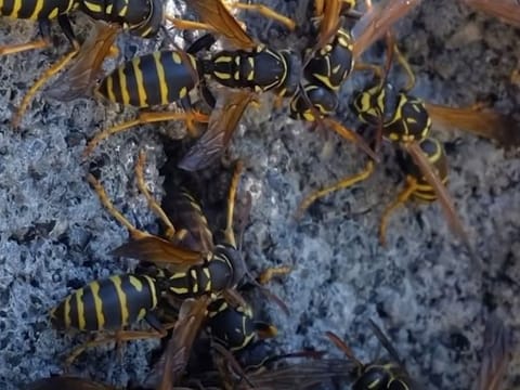 Still from video shared by EAD showing one of the discovered species 