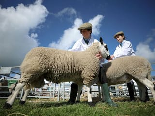 Photos: British teens rear sheep, alpacas, goats and chickens in urban school farm