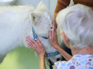 Photos: In a hospice in Russia, therapy pony brings relief and joy to patients