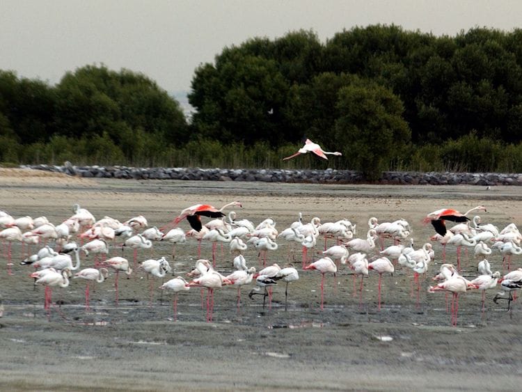 ras-al-khor-wildlife-sanctuary-pic-by-dmo-1704124707082