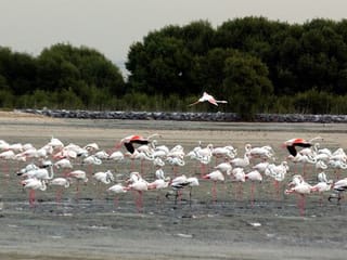 How Dubai thrives as a biodiversity hotspot despite the desert environment