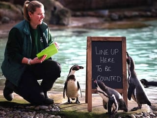 Photos: Penguins line up to be counted while tiger cub plays as London zookeepers perform annual census