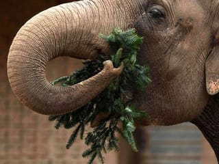 Photos: Unsold Christmas trees are on the menu for elephants and bison at the Berlin Zoo