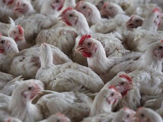 Philippines bans poultry imports from Belgium, France to halt bird flu spread