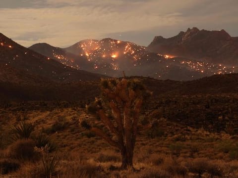 (FILES) A Joshua Tree is seen as the York fire burns in the distance in the Mojave National Preserve on July 30, 2023. The year of 2023 was the hottest on record, with the increase in Earth's surface temperature nearly crossing the critical threshold of 1.5 degrees Celsius, EU climate monitors said on January 9, 2023. Climate change intensified heatwaves, droughts and wildfires across the planet, and pushed the global thermometer 1.48 C above the preindustrial benchmark, the Copernicus Climate Change Service (C3S) reported. 