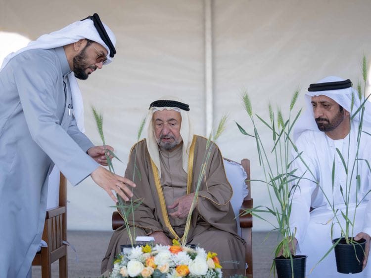 shj ruler at wheat farm pic on wam-1705335125391